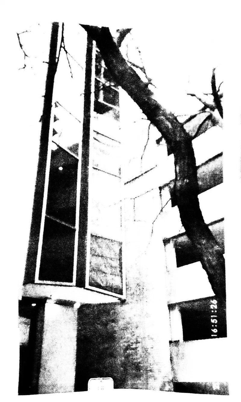 A bare tree before a building of tall windows.
