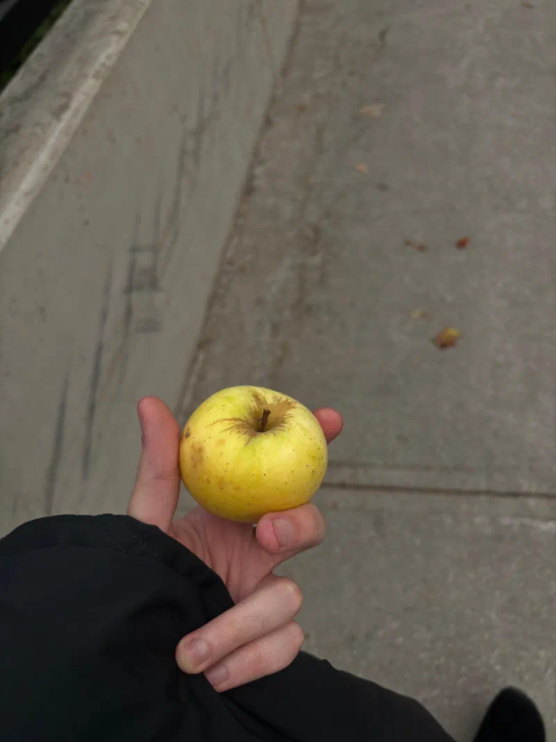 A yellow apple held over a sidewalk, September 2026.